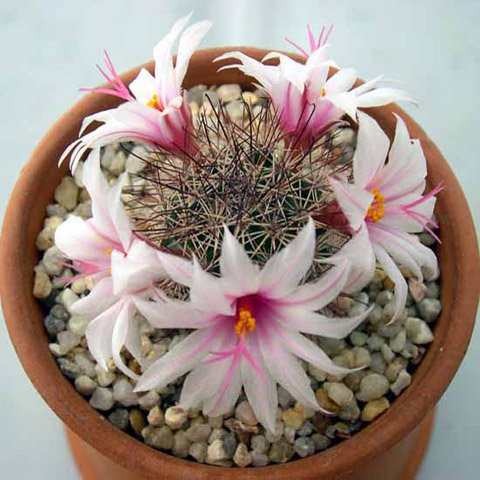 Mammillaria_fraileana_1